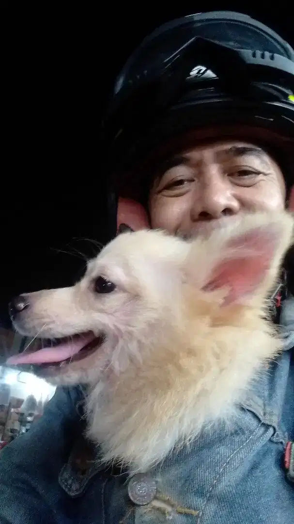 Minipom. Male/jntan 6bln sehat lincah vaksin 1 x. Obat cacing aman