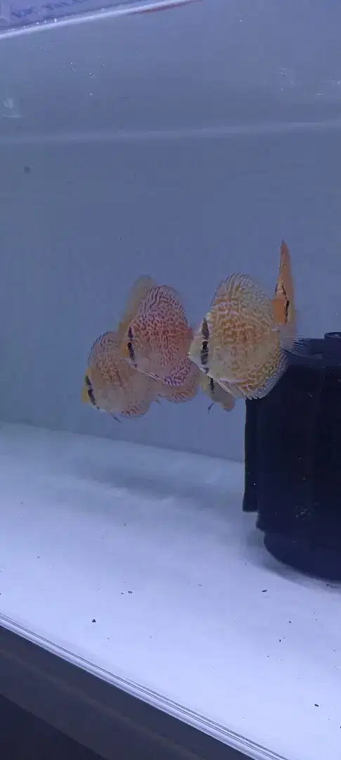 Ikan hias discus diskus leopard 2,5 inch