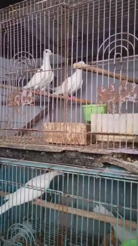 puter pelung & albino indukan daerah bandung kota jawa barat