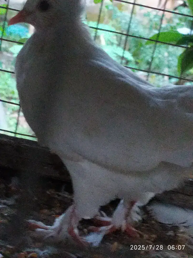 Burung merpati kipas