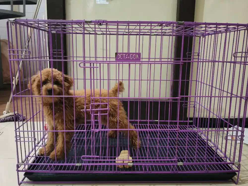 Dijual anjing jenis toys poodle