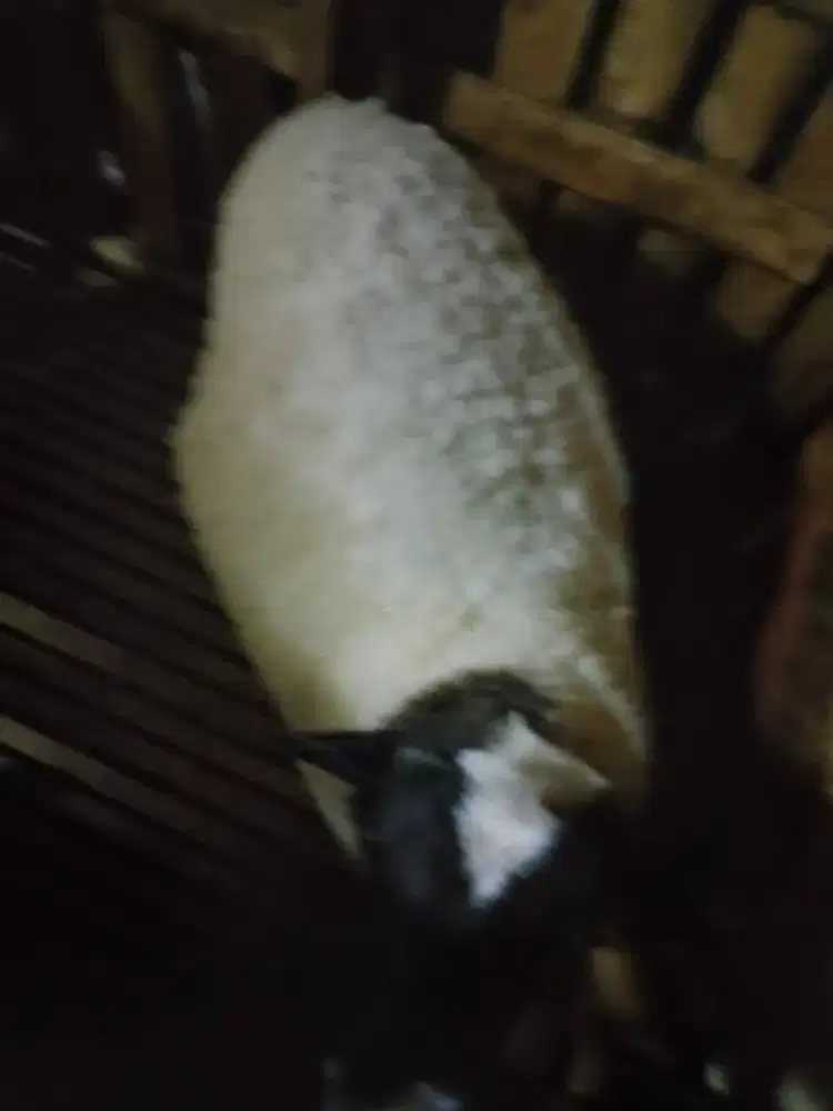 Domba DORPER Domba Suffolk Domba Merino Domba Texel