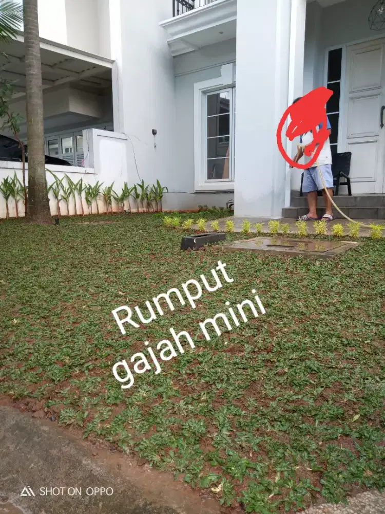 Pasang rumput gajah mini