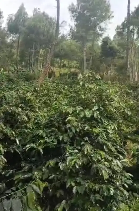 Over garap kebun kopi pangalengan kab bandung