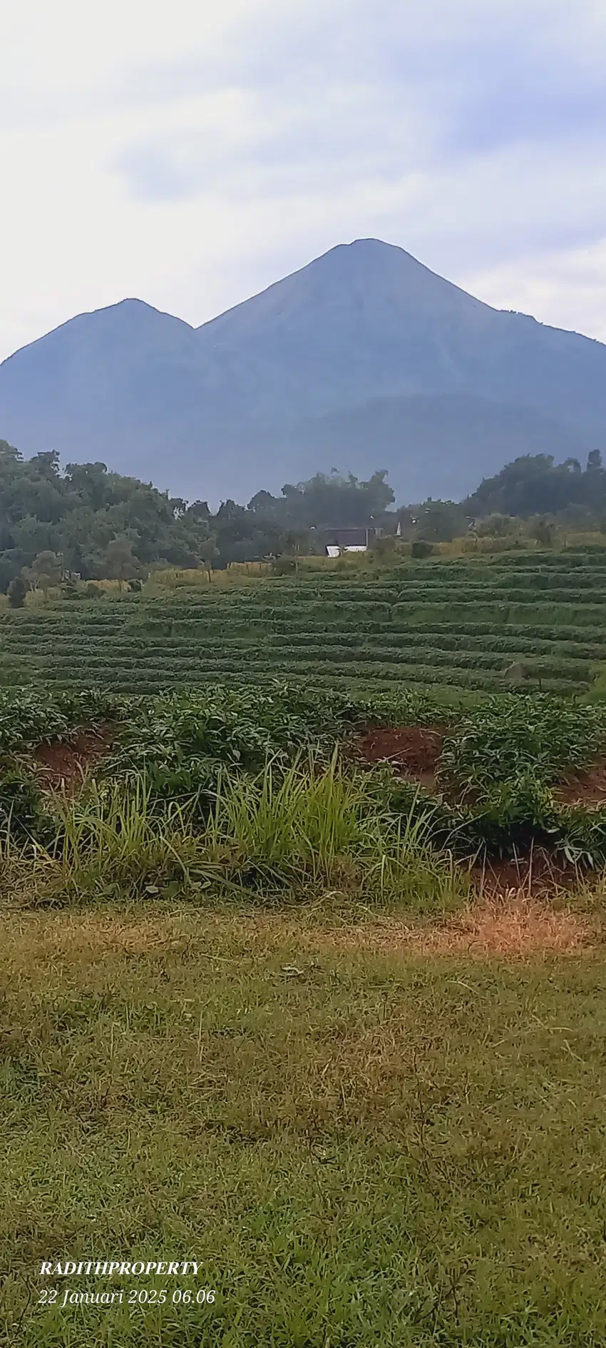 JUAL TANAH AREA WISATA PACET VIEW SUN RICE 2 GUNUNG PENANGGUNGAN