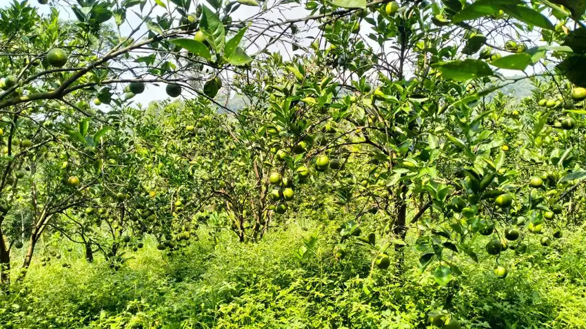 DIJUAL KEBUN JERUK DAU