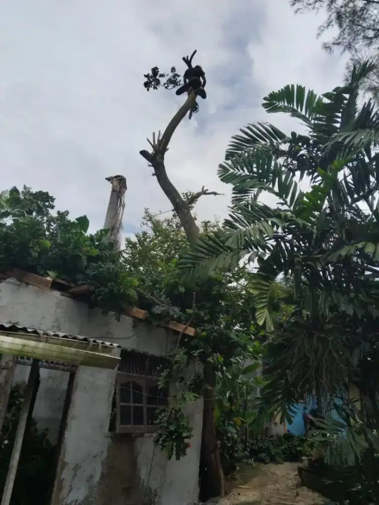 Jasa tebang pohon dan pemangkasan pohon