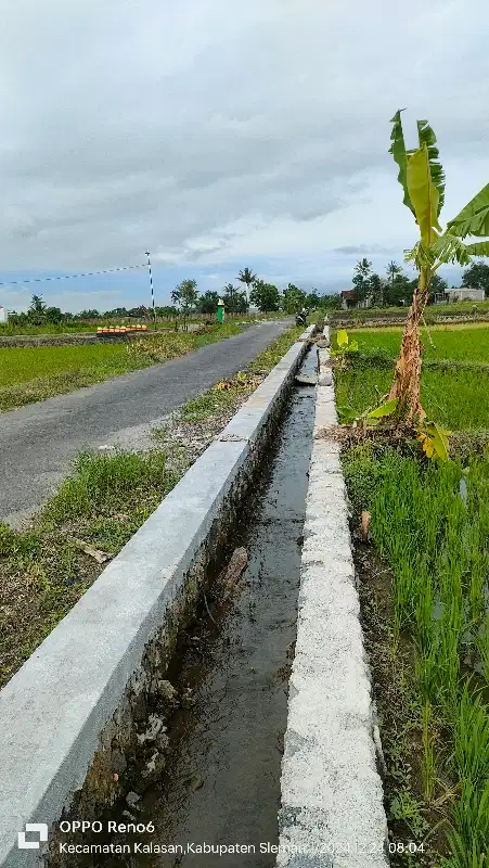 Dijual sawah zona kuning di sleman kalasan 4900m