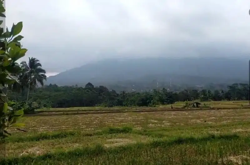 Dijual tanah sawah produktif pinggir jalan, luas 5 Ha, SHM