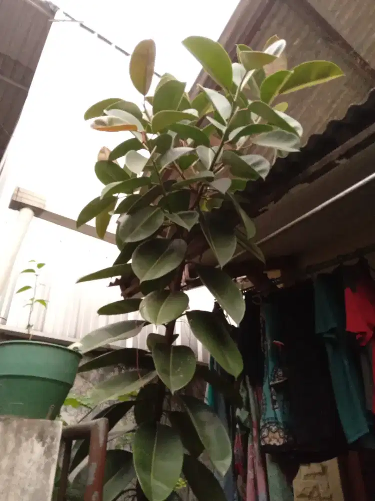 Pohon Karet Kebo / ficus elastica Subur Rawatan