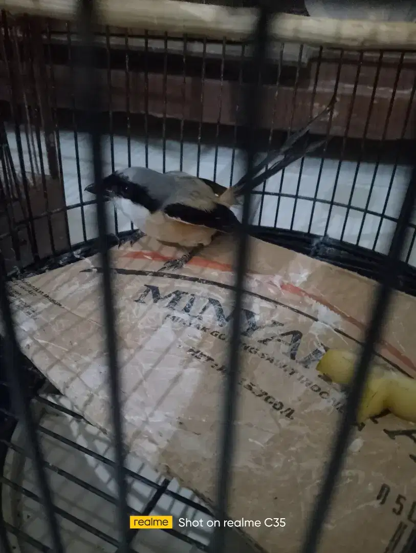 Burung Cendet jantan