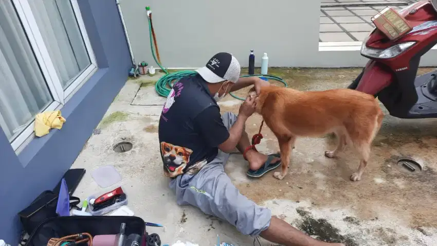 House call grooming khusus kucing panggilan jakarta