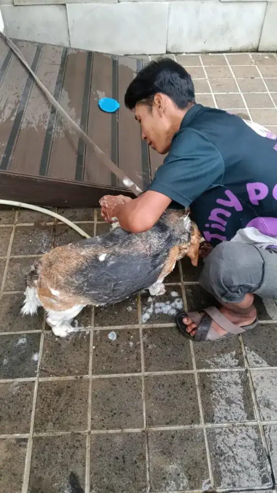 House call grooming khusus kucing panggilan jakarta