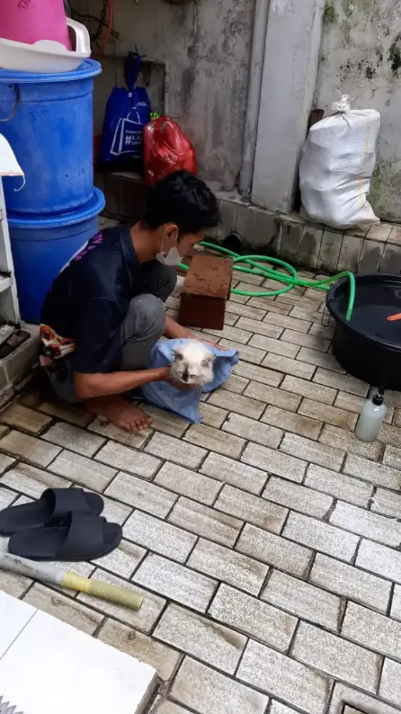 House call grooming anjing kucing anjing