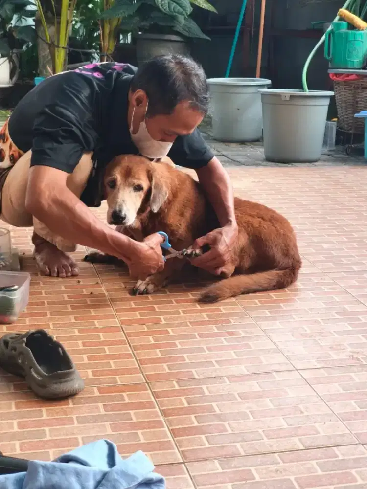 Khusus JaDeTaBek panggilan grooming anjing home service