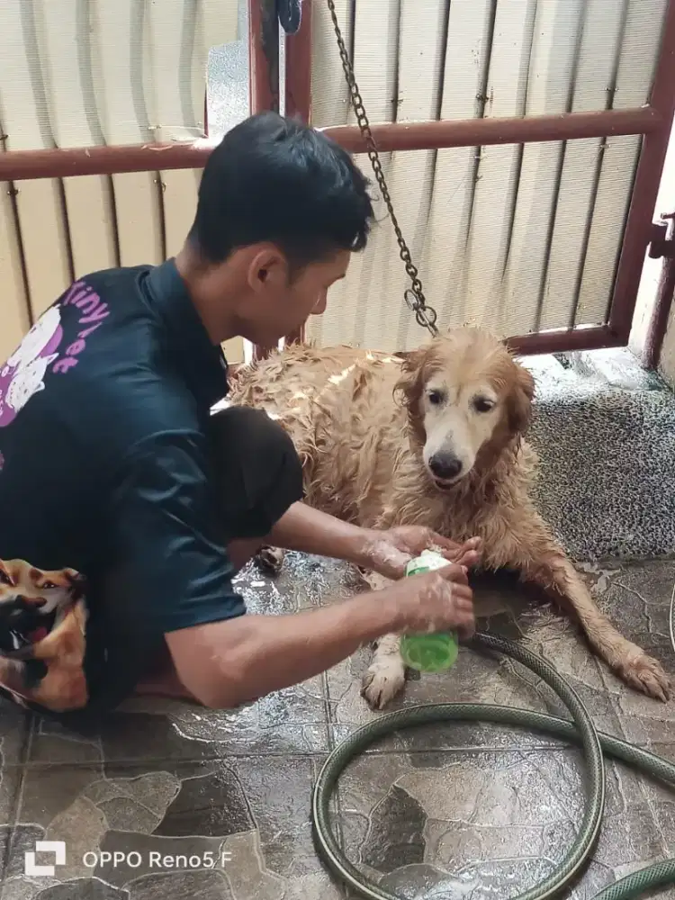 Khusus JaDeTaBek panggilan grooming anjing home service