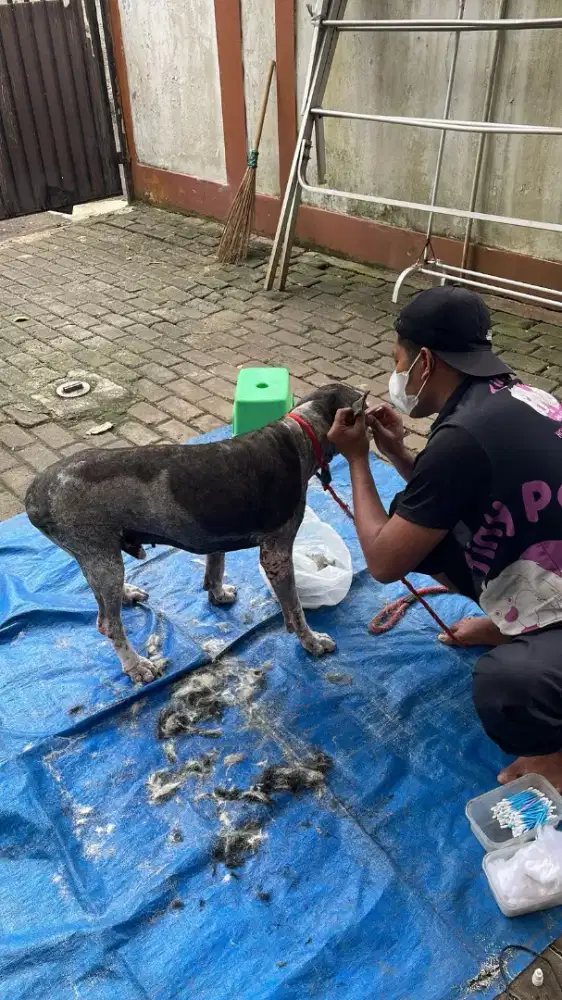 Grooming panggilan ke rumah cat and dog