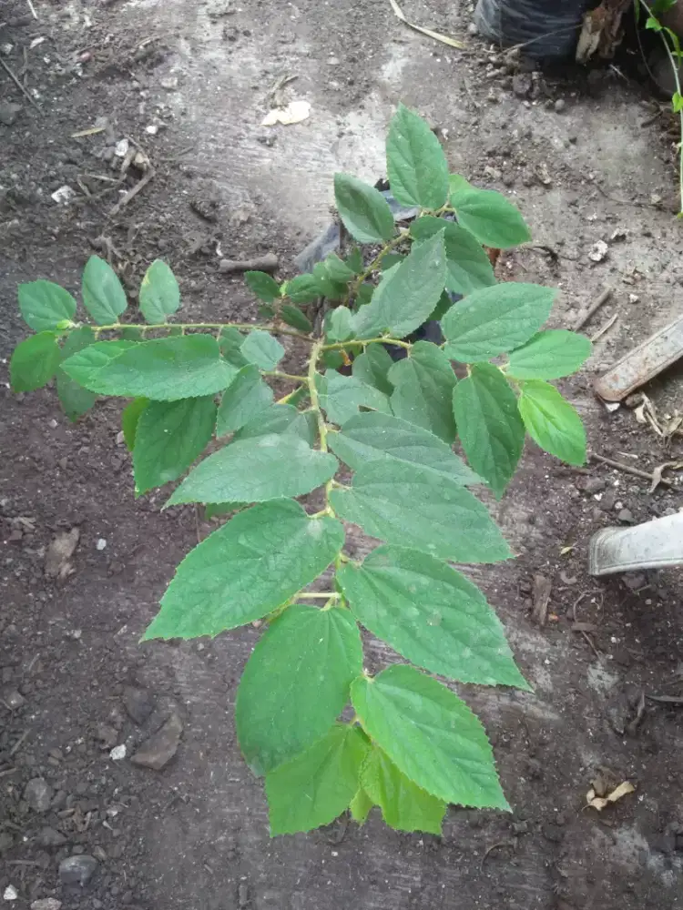 Pohon buah kersen/ talok