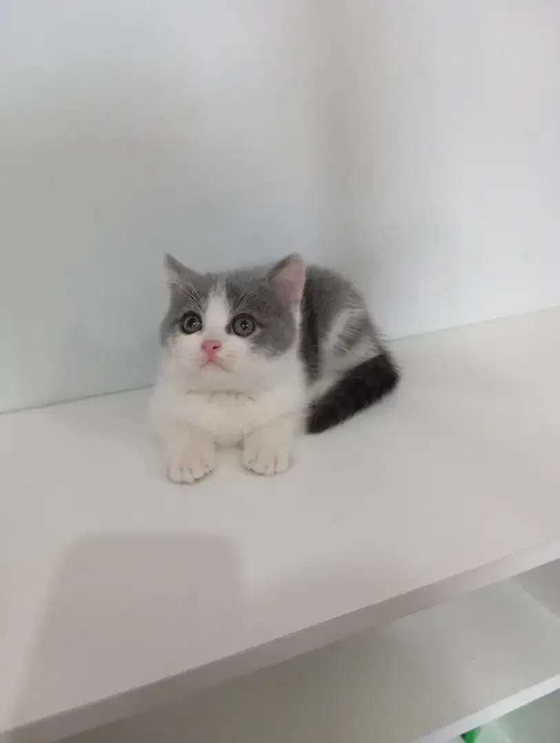 BRITISH SHORTHAIR/BSH Bicolour