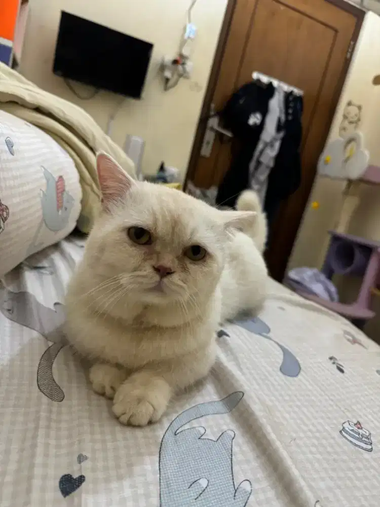 Kucing BSH X Munchkin sudah faksin + sterill  lucu boleh dinego