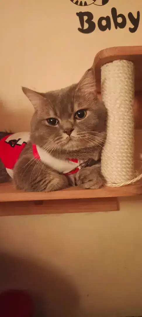 Kucing BSH X Munchkin bulu full gray faksin lengkap dan sterill