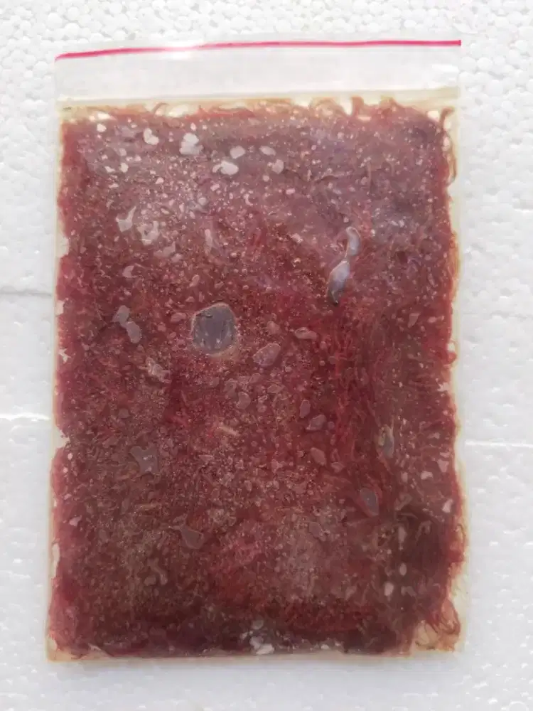 cacing beku lempeng super 100gr