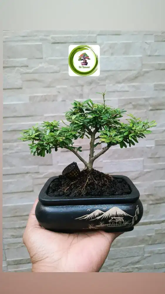 Bonsai Saeng Simbur Vietnam