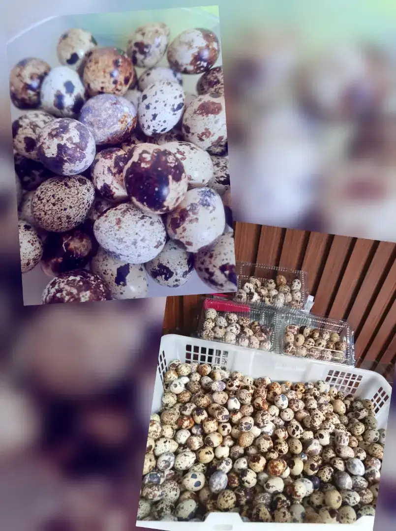 Telor puyuh ¼ kg