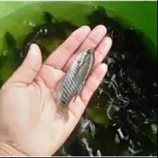 Bibit Ikan Sepat Siam