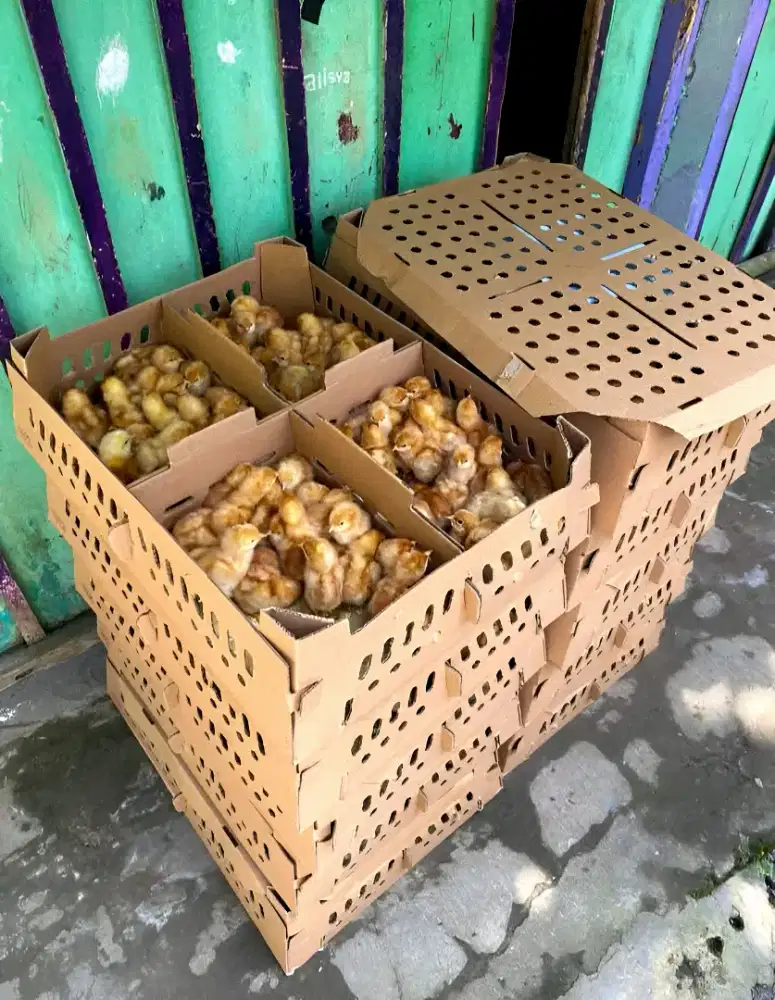 JUAL DOC Anak Ayam Petelur Super BANDUNG SUMEDANG SIAP KIRIM