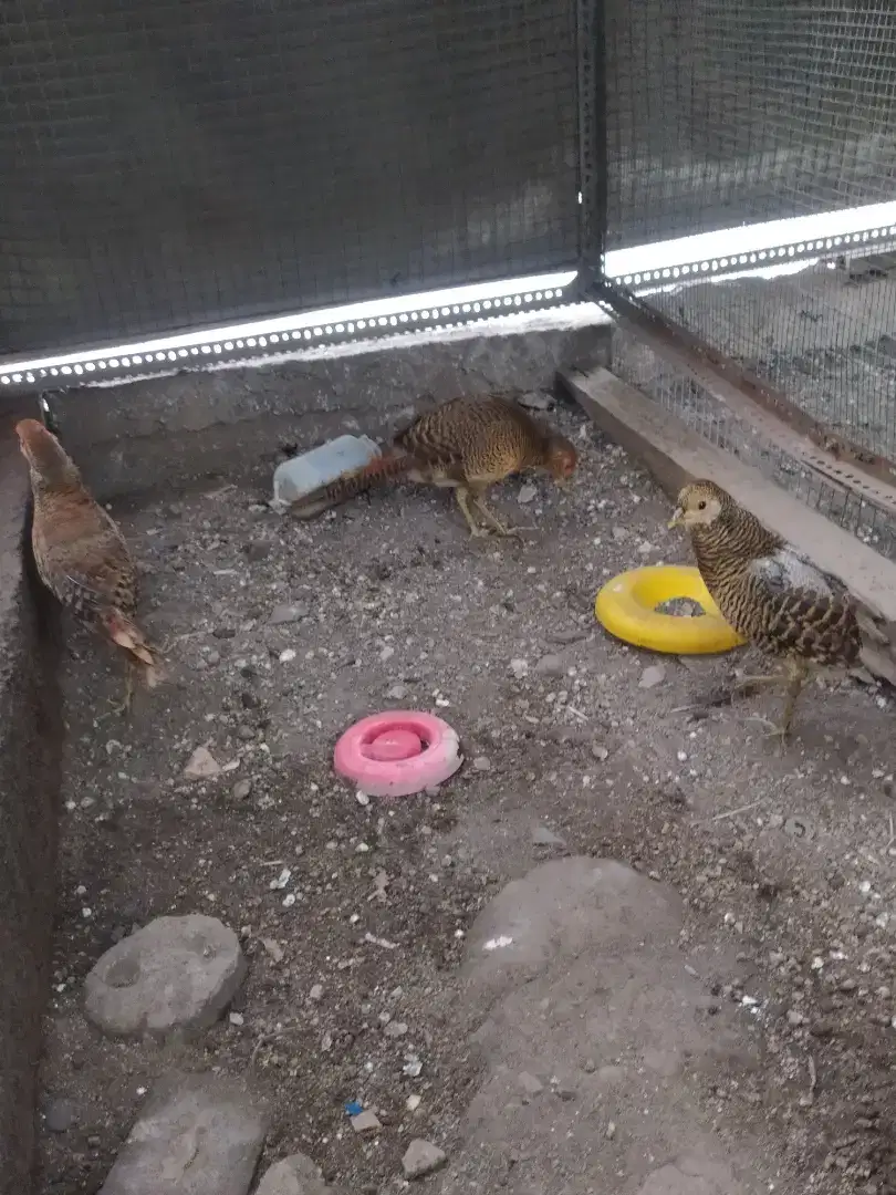 Anak-anak ayam hias golden pheasant atau ayam hutan tibet