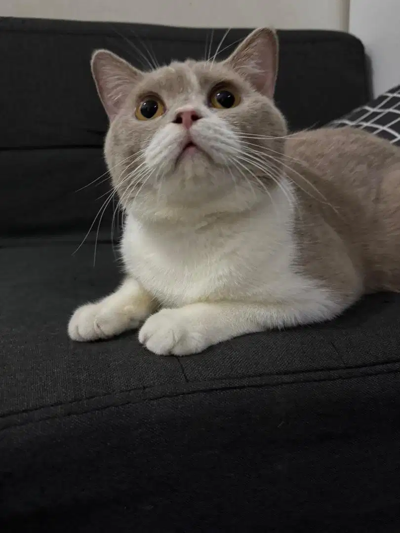 Ngawinin meong BSH lilac bicolor monggo