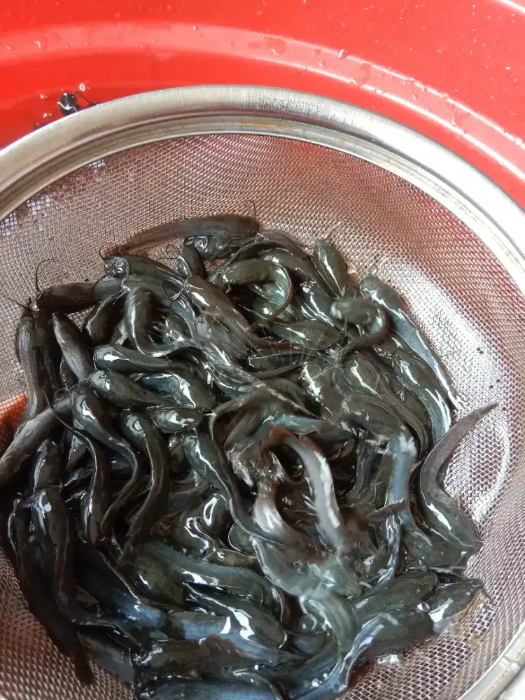 Jual bibit lele konsumsi ukuran 8 - 9 cm