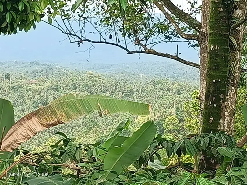 Tanah Kebun Di Selemadeg 15 Menit Ke Pantai Balian Bali