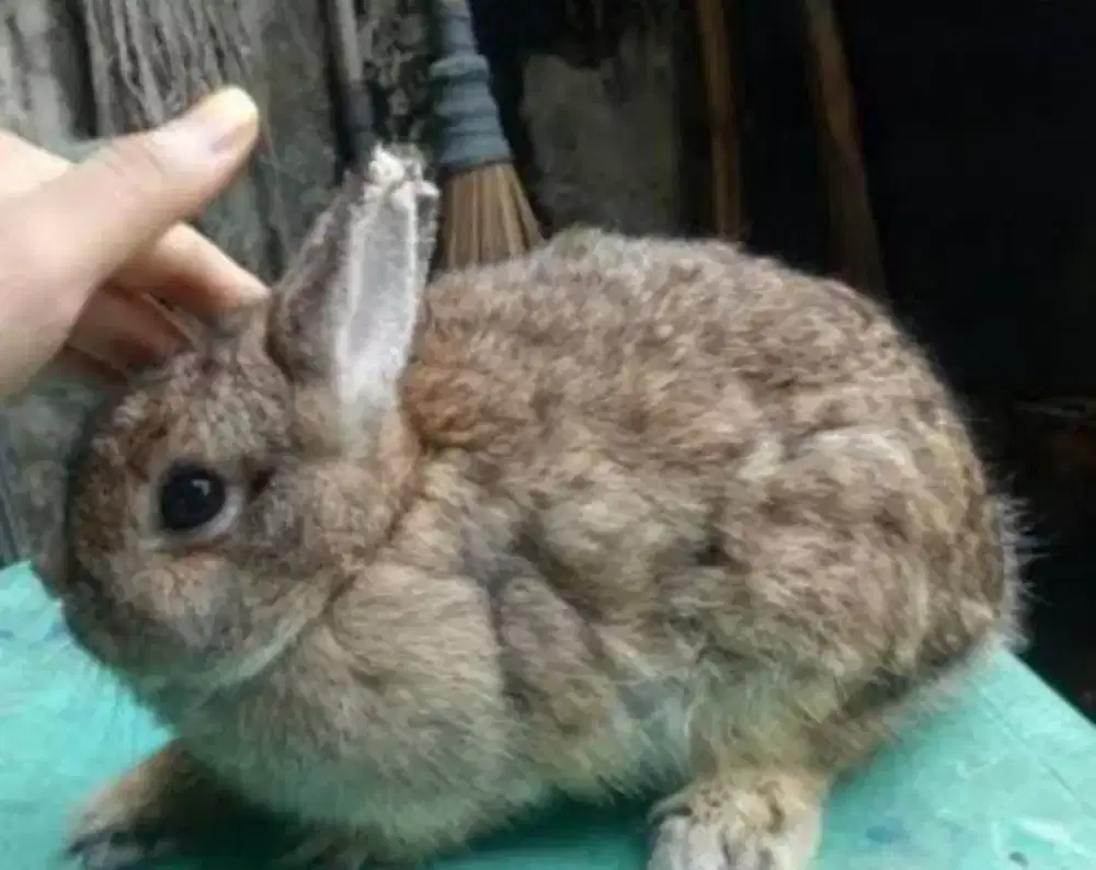 Kelinci hias nederland dwaft