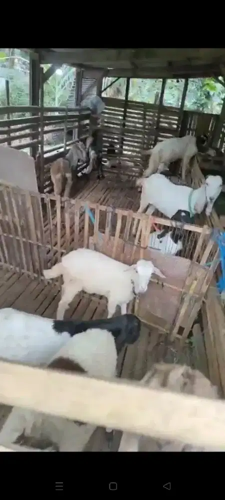 Jual Berbagai Macam jenis kambing, dari anakan sampai Biyangan