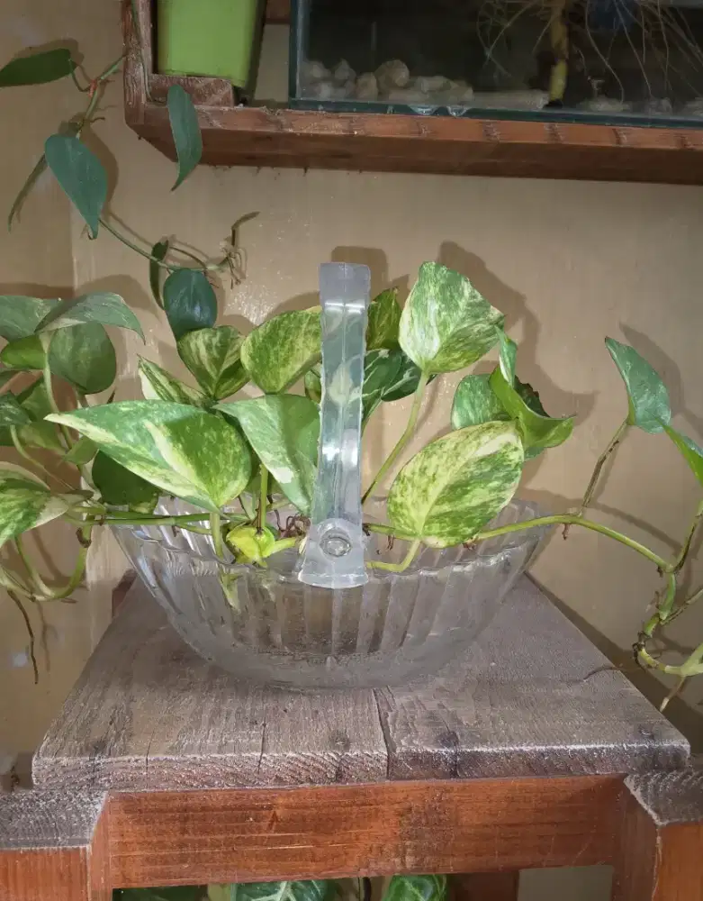 Vas & Bunga nya (Tanaman HIDROPONIK), TINGGAL PAJANG