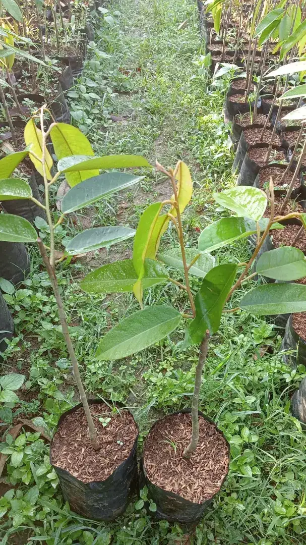 Pohon durian tupaiking