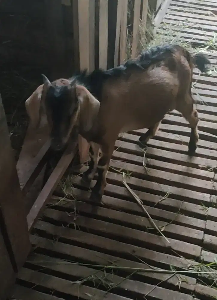Jual Berbagai Macam Jenis Kambing, dari Bibitan sampai Bobotan