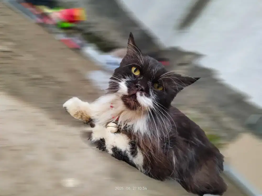 Maxi cat gypsum murah white •mandor•