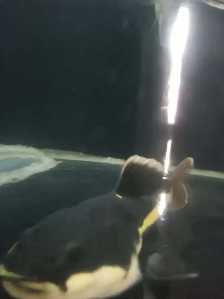 Di jual Ikan catfish