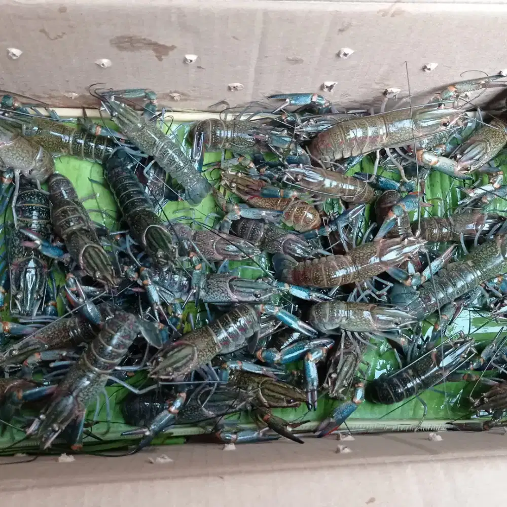 Lobster Air Tawar Konsumsi uk besar 1 kg