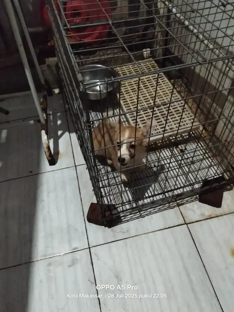 Dijual dog corgy jantan , 2 bulanan