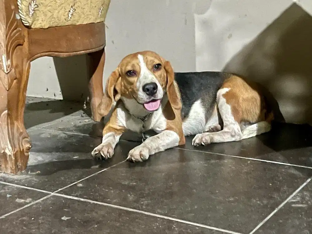 Anjing Beagle Betina
