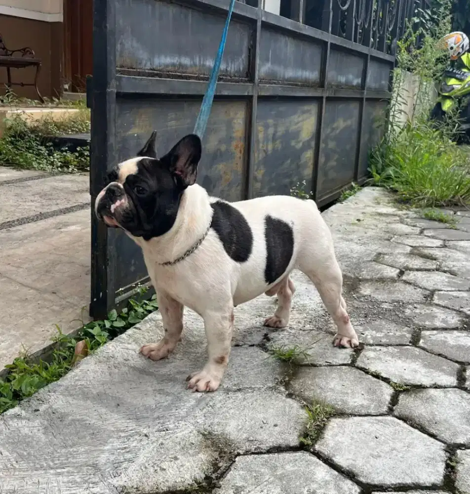 Pejantan pacak French bulldog