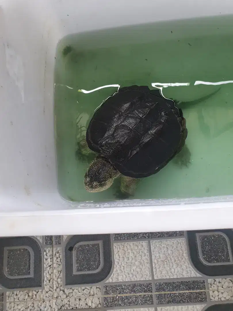 Snapping turtle cst