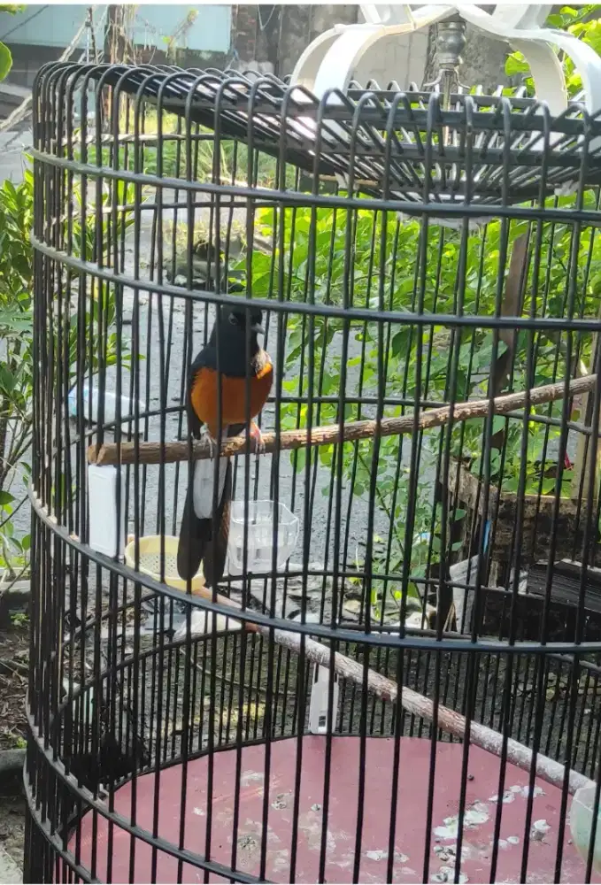 Murai Dewasa Body Besar, PasaR Cisalak