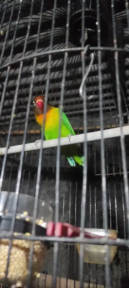 Love Bird, Lakbet, Pasar Cisalak