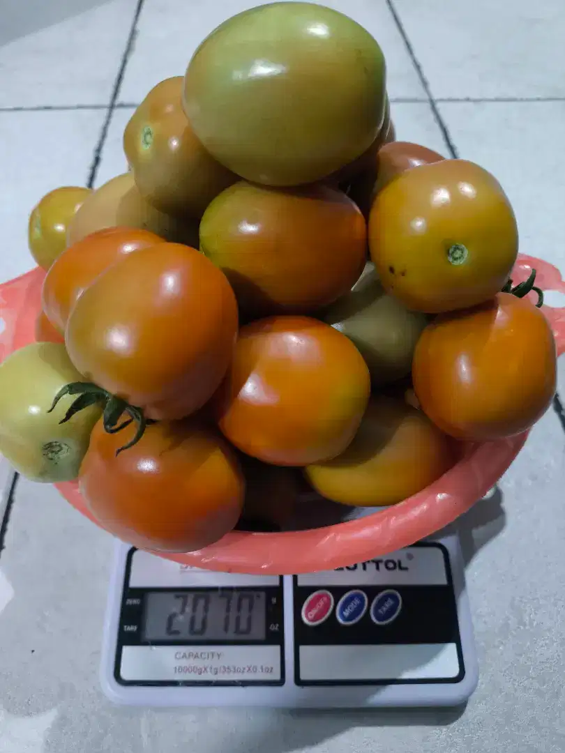 Tomat Buah Sayur Petikan Sore 4/8/25 Fresh 3kg Murah