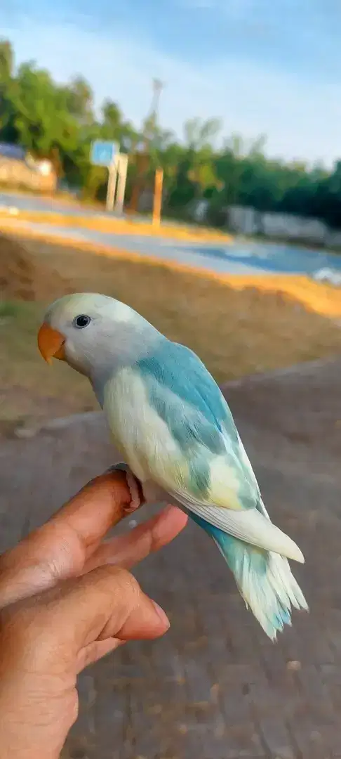 Lovebird jinak non klep skil